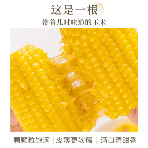 田里有草黄糯玉米袋装1.72kg 商品图4