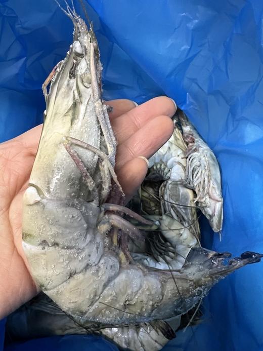 黑虎虾 | 印度洋海域养殖，活虾液氮冷冻，鲜甜肉弹个大，蒸煮炖都可以，到货冷冻保存，特大号16-20个/公斤，⭐️顺丰陆运 商品图6