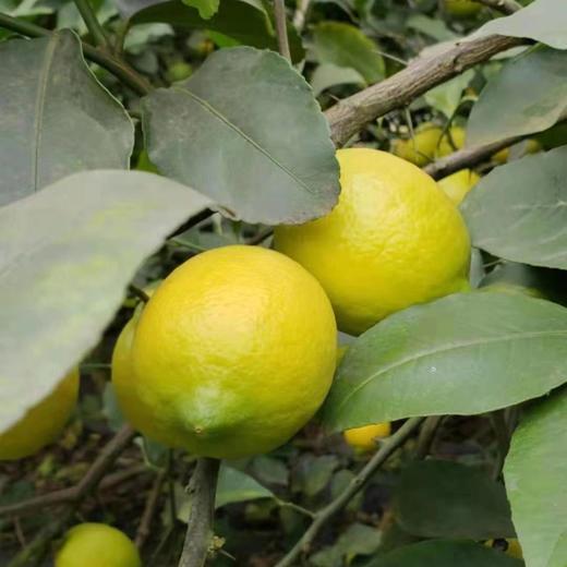 甜柠檬丨一颗不酸的柠檬，散发淡淡的柠檬香气，果肉多汁口感清甜，多种食用方法⭐️顺丰快递 商品图3