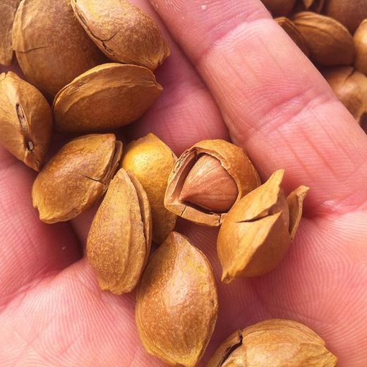 <有书甄选>天昆果王坚果开口杏核三袋装 商品图3