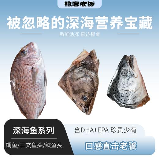 深海鲷鱼/三文鱼头/鲽鱼头丨活鱼鲜冻，鲷鱼肉质紧实无小刺，三文鱼头蒜瓣肉有胶质，鲽鱼头肉质细嫩，红烧/煲汤/香煎等，⭐️顺丰空运 商品图0