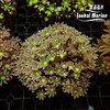 大手星花-人工 绿 商品缩略图5