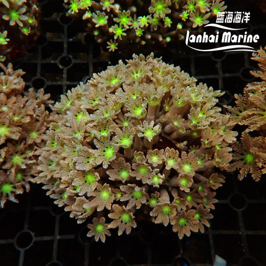 大手星花-人工 绿 商品图5