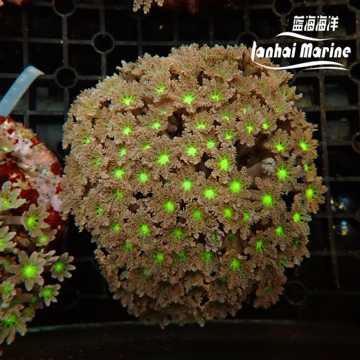 大手星花-人工 绿 商品图8