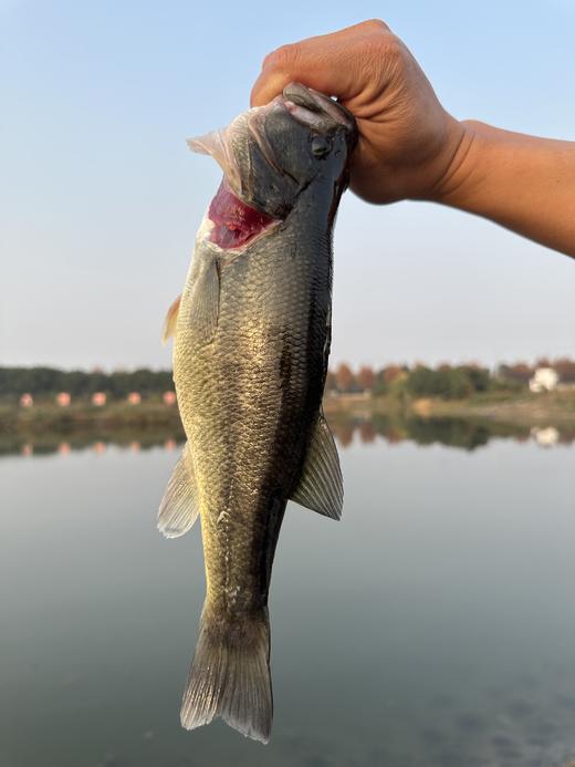 清水生态养殖大口黑鲈鱼 商品图1