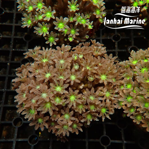 大手星花-人工 绿 商品图4