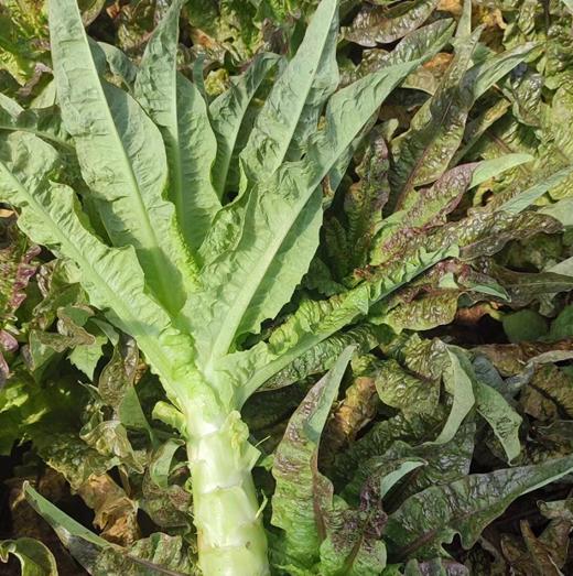 高原有机蔬菜系列丨去叶切头西芹/娃娃菜/土豆/洋葱/羽衣甘蓝/紫甘蓝，放心菜，新鲜到家，⭐️顺丰陆运 商品图9