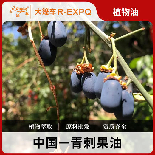 青刺果油原料批发护理基础按摩精华油Prinsepia utilis大篷车精油 商品图0