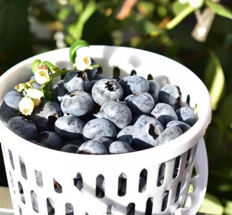 百里家的蓝莓 自然农法 有机标准 颗颗爆浆 护眼 养颜 |百里食 商品图3