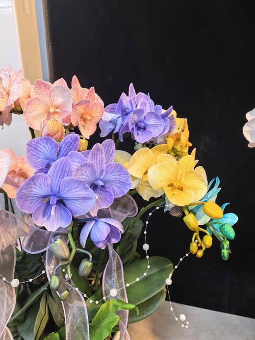 精品蝴蝶兰盆栽马卡龙混色12支 商品图2