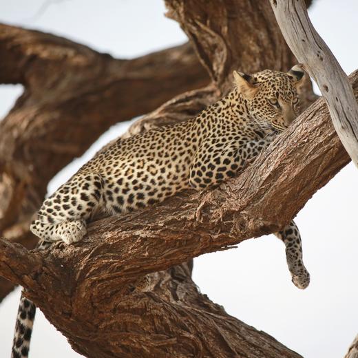 【暑假】野性非洲，神奇地球大冒险，肯尼亚动物大迁徙 8天7晚 商品图6