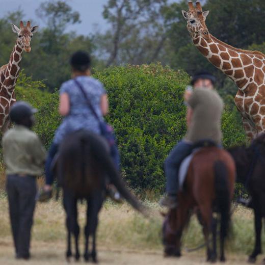 【暑假】野性非洲，神奇地球大冒险，肯尼亚动物大迁徙 8天7晚 商品图14
