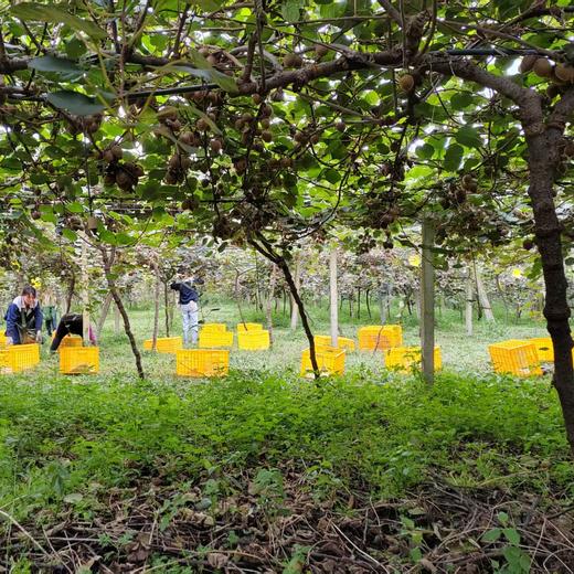 天赋高原有机猕猴桃  “猕”足珍贵，海拔给的底气 不打药不套袋 吃的就是自然 商品图11