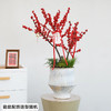 北美冬青盆栽办公室内新年装饰客厅植物开业乔迁送礼 商品缩略图2