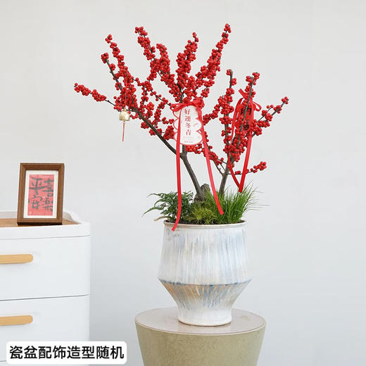 北美冬青盆栽办公室内新年装饰客厅植物开业乔迁送礼 商品图2