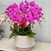 10株大财主蝴蝶兰盆栽组合精品兰花商务送礼生日贺寿开张开业乔迁中秋节（盆子随机） 商品缩略图3