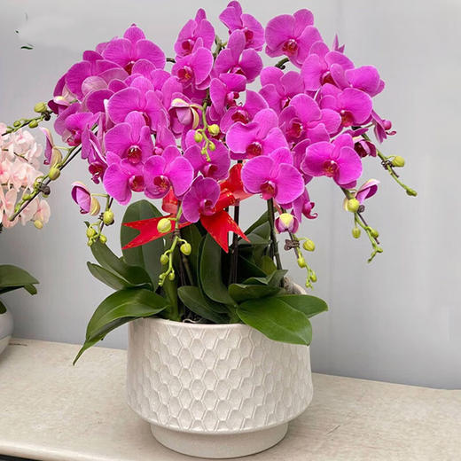 10株大财主蝴蝶兰盆栽组合精品兰花商务送礼生日贺寿开张开业乔迁中秋节（盆子随机） 商品图3