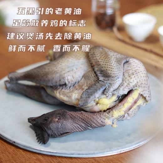 买1只送1只【五黑鸡】个头小 品种纯正 ·2年足龄鸡黄油可见  ·烹饪方式极简 无需过多配料 ·鸡汤清澈 香气聚积好 柔和馥郁 ·鸡肉2h以上口感紧实而不柴 商品图1