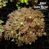 大手星花-人工 绿 商品缩略图7