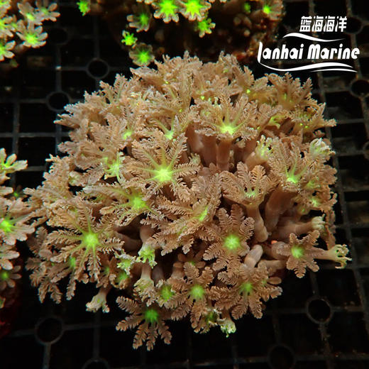 大手星花-人工 绿 商品图7