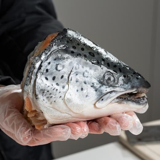 深海鲷鱼/三文鱼头/鲽鱼头丨活鱼鲜冻，鲷鱼肉质紧实无小刺，三文鱼头蒜瓣肉有胶质，鲽鱼头肉质细嫩，红烧/煲汤/香煎等，⭐️顺丰空运 商品图7