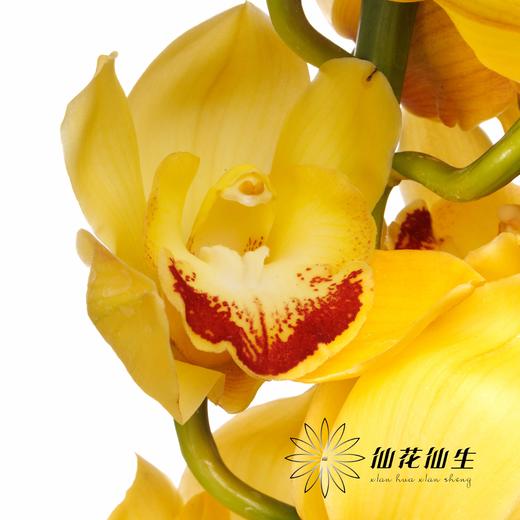 兰花 | 大花蕙兰黄金岁月【轻微瑕疵 折痕 色差 不售后，介意者慎拍】 商品图2