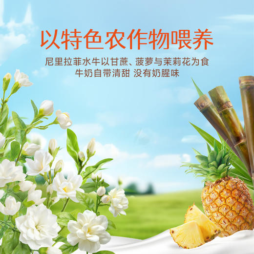 【年货礼盒】澳牧水牛纯牛奶200ml*10 商品图4