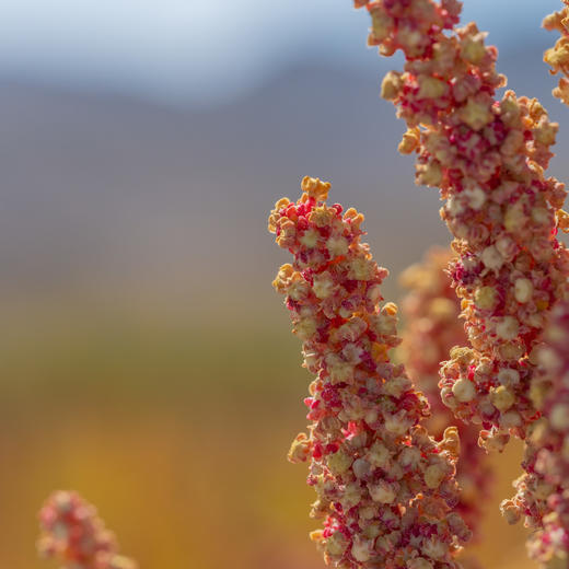 极客优质藜麦丨A级白藜麦/B级三色藜麦，无麸质全营养谷物，健康代餐常备，青海3100米海拔种植，颗粒饱满 ，去皂苷，免洗免泡。500g/袋⭐️顺丰快递 商品图11