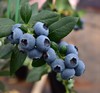 百里家的蓝莓 自然农法 有机标准 颗颗爆浆 护眼 养颜 |百里食 商品缩略图4