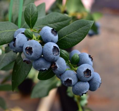 百里家的蓝莓 自然农法 有机标准 颗颗爆浆 护眼 养颜 |百里食 商品图4