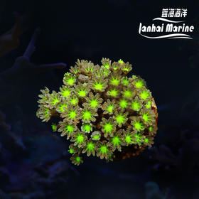 大手星花-人工 绿