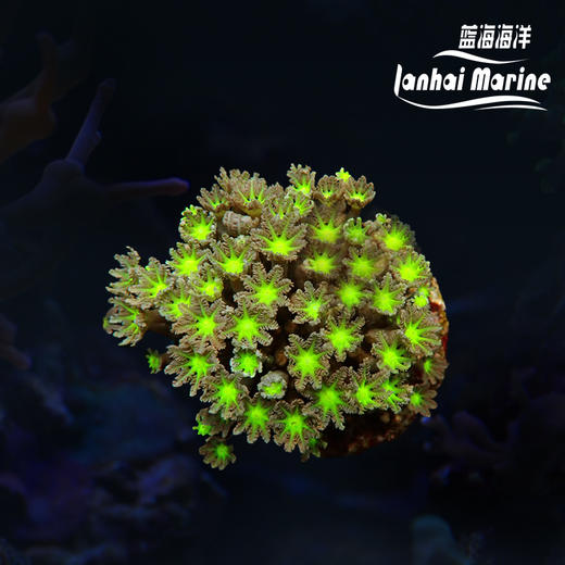 大手星花-人工 绿 商品图0