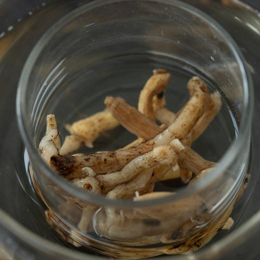 长白山药食同源食材系列 | 野生 wu味子、有机野生玉竹、有机林下参西洋参片、有机林下参人参片、有机党参，源自长白山的道地食材，自然晾晒，无硫熏。⭐️中通快递 商品图6