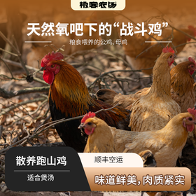 散养跑山鸡丨山林自然觅食×发酵纯粮喂养，无抗生素，无激素，肉鲜味美，公鸡/母鸡可选。⭐️顺丰快递