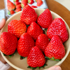 【建德草莓 助农帮扶 】馋了一年的建德红颜草莓甜蜜上市！现摘现发 顺丰直达，高颜值，香甜多汁！（中/大/特大果3盒净重2.8斤以上） 商品缩略图1