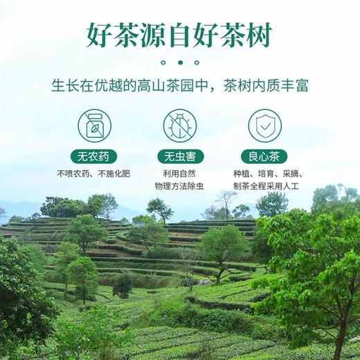 【优质广货】象窝有机清香绿茶 商品图4