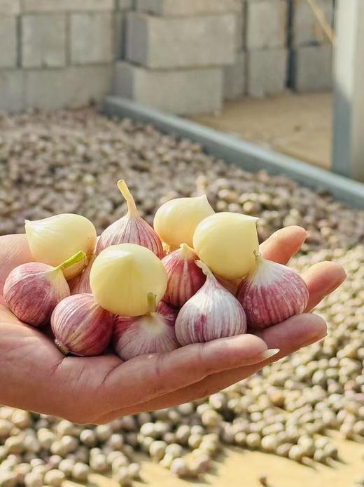 独头蒜（今年鲜蒜）丨高海拔的核心产区，蒜香浓郁，肉质细嫩，蒜泥黏稠，新鲜蒜，介意慎拍！⭐️圆通快递 商品图2