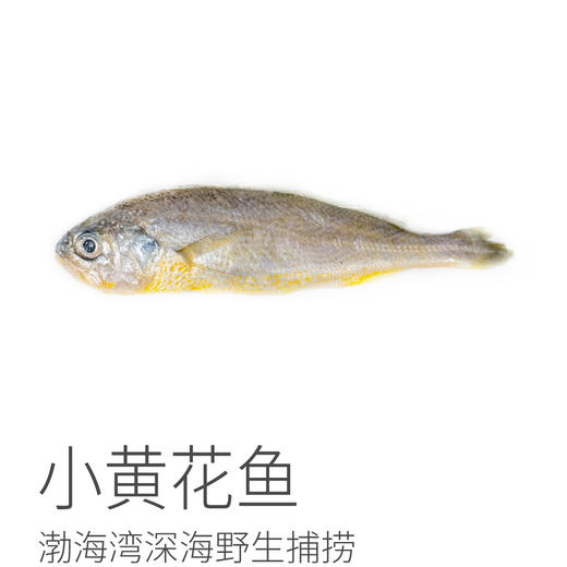 【4份包邮】小黄花鱼500g 渤海湾深海野生捕捞，跟养殖的大黄花鱼不一样⭐️顺丰快递 商品图5