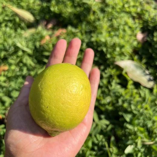 甜柠檬丨一颗不酸的柠檬，散发淡淡的柠檬香气，果肉多汁口感清甜，多种食用方法⭐️顺丰快递 商品图6