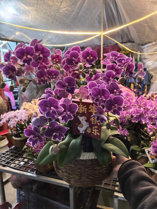 精品蝴蝶兰小盆栽红豆5支 商品图2