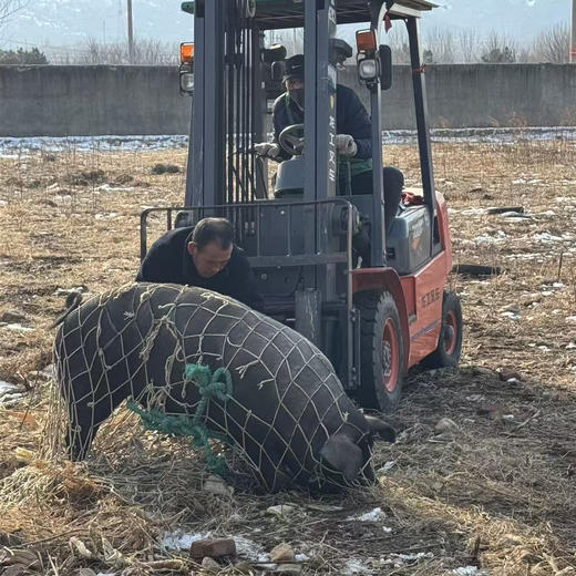 【排单发货】黑猪肉 | 粮食喂养十二个月的黑猪，肥而不腻，有排骨，五花肉，瘦肉，大骨头，猪蹄，猪肘可选，⭐️顺丰快递 商品图13