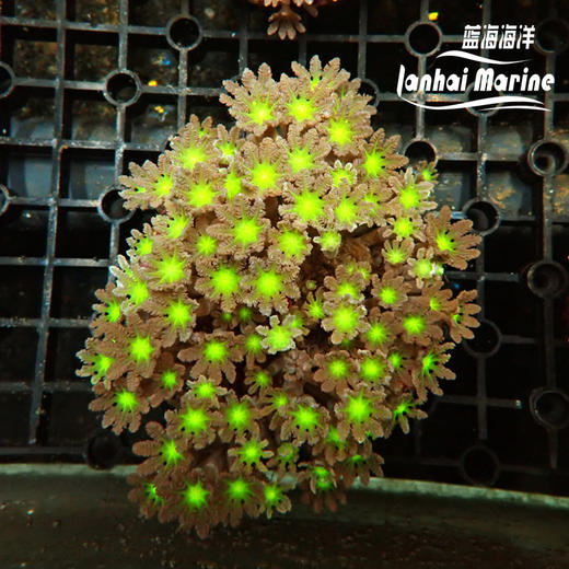大手星花-人工 绿 商品图1