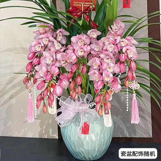 大花蕙兰盆栽植物室内客厅办公室花卉兰花年宵花送礼 商品图2