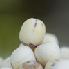 【今年新莲子】有机莲子| 有机种植，香气浓郁，特别适合煲汤，莲子桂圆滋补组合。顺丰/京东快递 商品缩略图3