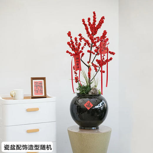 北美冬青盆栽办公室内新年装饰客厅植物开业乔迁送礼 商品图3