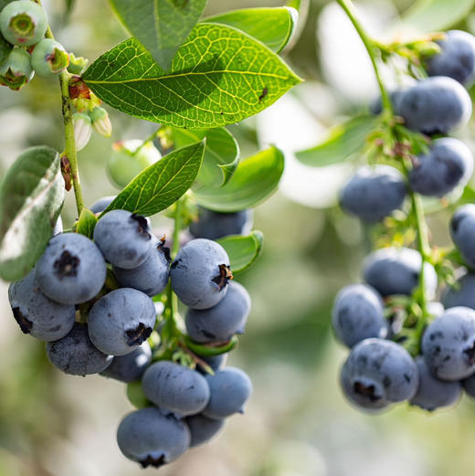 石家庄优选仓库速达，星莓-花香蓝莓18-22+，果肉紧实，果粉充足，脆甜爆浆，花香味浓郁，125g*4/8盒礼盒装 商品图6