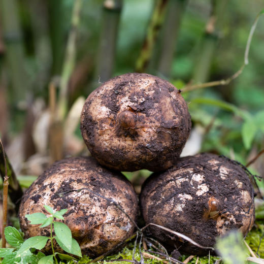 生态乌天麻| 新鲜/干片，产地：云南昭通，收到后带泥保存，蒸，煎，炖，煮，炒，煲汤都可以。⭐️顺丰快递 商品图1