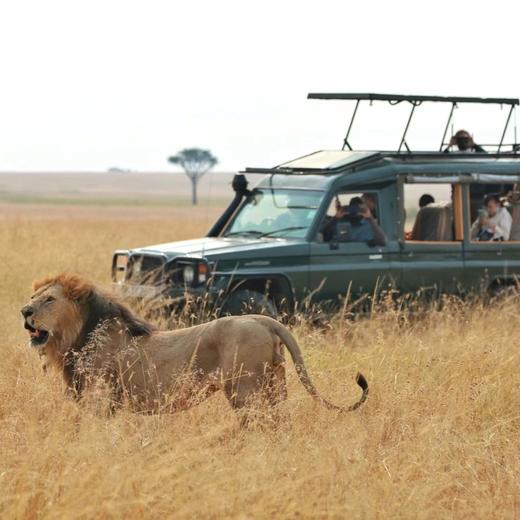 【暑假】野性非洲，神奇地球大冒险，肯尼亚动物大迁徙 8天7晚 商品图12