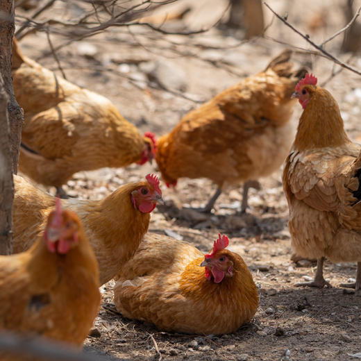 散养跑山鸡丨山林自然觅食×发酵纯粮喂养，无抗生素，无激素，肉鲜味美，公鸡/母鸡可选。⭐️顺丰快递 商品图6