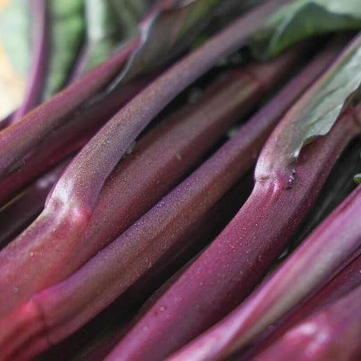 有机红油菜 250g/份 商品图4